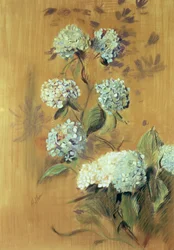 Hortenzia (pasztell, papíron)