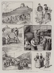 A szüret Vaud kantonban