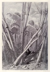 Gulliver olyan magasan lát mezőgazdasági munkásokat, mint a torony, és egy búzamezőn bújik meg, Jonathan Swift Gullivers Travels című folyóiratának francia kiadásából