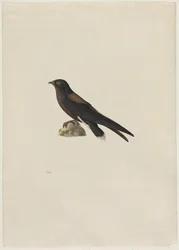 Tüskésfarkú sarlósfecske (Hirundapus caudaculus)