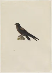 Tüskésfarkú sarlósfecske, Hirundapus caudacutus, 19. század.