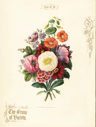 Csokor fehér rózsa, dália, nasturtium, auricula.