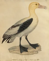 Rövid farkú albatrosz