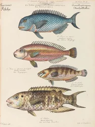 Természettudományi Tanfolyam, 1825-1826.