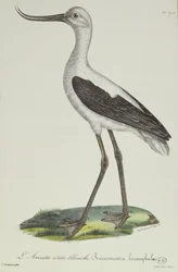 Fehérfejű Avocet, 19. század eleje (színes metszet)