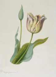 Tulipa, Tulipán, c1840-1880.