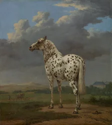Tarka ló, kb. 1654