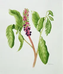 Phytolacca (akvarell)