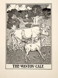 The Wanton Calf, A Hundred Fables of Aesop, pub.1903
