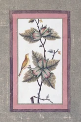Madár- és virágtanulmány, 1780 körül