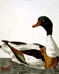 The Common Shelduck a „The British Zoology, Class II: Birds” című könyvből, vésette Peter Mazell (fl.1761-97) 1766 (metszet)
