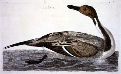 A csukafejű kacsa (Anas acuta) a "The British Zoology, Class II: Birds" című műből, metszette Peter Mazell (fl.1761-97) 1766 (metszet).