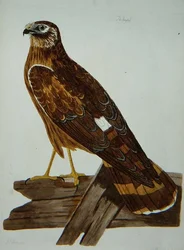 Ringtail, nőstény a tyúkhara (Circus cyaneus) lemezen a „The British Zoology, Class II: Birds”-ből, metszett: Peter Mazell (fl.1761-97) 1766 (metszet)