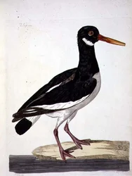 Tengeri pite vagy osztriga (Haematopus ostralegus) lemez a „The British Zoology, Class II: Birds”-ből, metszett: Peter Mazell (fl.1761-97) 1766 (metszet)