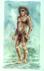 Boxgrove ember, őskori, 1990-2010