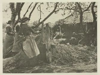 Osier-Peling (Norfolk)