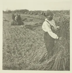 Sokkoló kukorica (Norfolk)