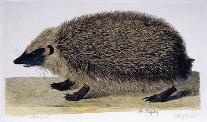 A sündisznó, 1761-1766
