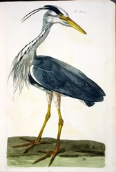 A Heron (Ardea cinerea) lemez a „The British Zoology, II. osztály: Madarak” című művéből, metszett Peter Mazell (fl.1761-97) 1766