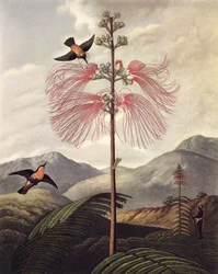 Nagy virágzásra érzékeny növény, Thomas Medland (1765 körül – 1833) metszetével, 1799-1807 körül (akvatinta és stipple)