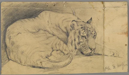 Alvó tigris (grafit papíron)