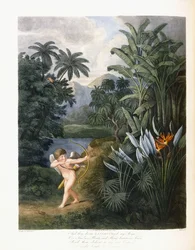 Aztán az isteni Linné, 1796-1807 körül