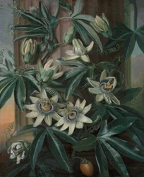 A kék golgotavirág, Robert John Thornton Flora templomához (London, 1799–1812)