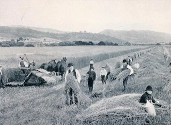 Búza aratása, Tasmánia, 1900 körül, a `Under the Southern Cross - Glimpses of Australia