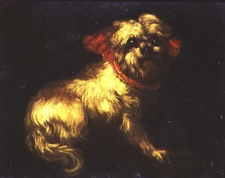 Egy máltai terrier