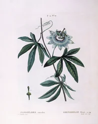 Kék golgotavirág (Passiflora caerulea), Henry Louis Duhamel du Monceau, Pierre Joseph Redouté botanikai lemeze