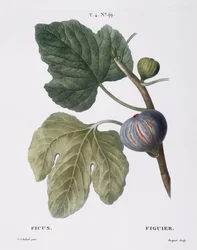 Füge (Ficus), Henry Louis Duhamel du Monceau, Pierre Joseph Redouté botanikai lemeze