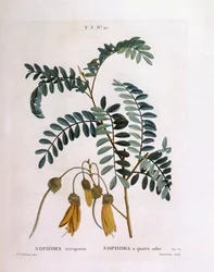 Kowhai (Sophora tetraptera vagy Edwardsia grandiflora), Henry Louis Duhamel du Monceau, Pierre Joseph Redouté botanikai lemeze