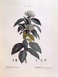 Laurustinus (Viburnum tinus), Henry Louis Duhamel du Monceau, Pierre Joseph Redouté botanikai lemeze