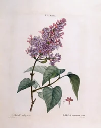 Lila (Syringa vulgaris), Henry Louis Duhamel du Monceau, botanikai lemez Pierre Joseph Redoutétól