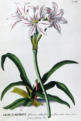 Liliom, Narcissus Lily