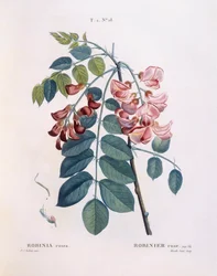 Sáska (Robinia rosea), Henry Louis Duhamel du Monceau, Pierre Joseph Redouté botanikai lemeze