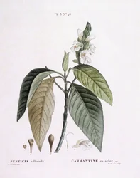 Malabar dió (Justicia adhatoda), Henry Louis Duhamel du Monceau, Pierre Joseph Redouté botanikai tányérja