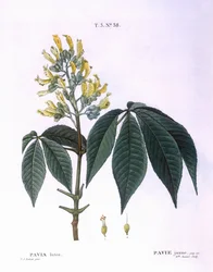 Pavia lutea Henry Louis Duhamel du Monceau, Pierre Joseph Redouté botanikai lemeze