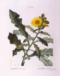 Bogáncs (Sonchus fruticosus), Henry Louis Duhamel du Monceau vetése, Pierre Joseph Redouté botanikai lemeze