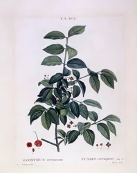 Orsó (Euonymus verrucosus), Henry Louis Duhamel du Monceau, Pierre Joseph Redouté botanikai lemeze
