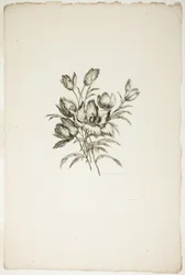 Csokor tulipánokkal, a Különféle virágcsokrok gyűjteményéből, Jean Pillement találta ki és rajzolta, és P. C. Canot gravírozta