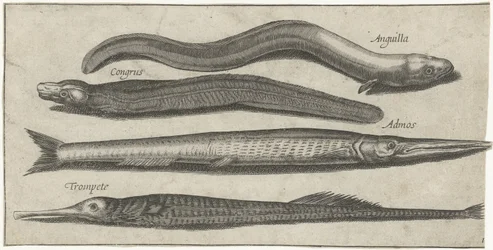 Garfish, pipahal, angolna és angolna Horgászat (sorozat címe) Piscium vivae ikonok (sorozat címe)
