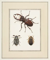 Stag, Chafer és Geelgerande Beetles, 1755-1765 körül (akvarell papíron)