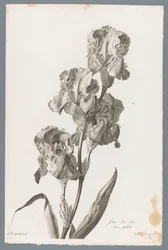 Dalmatische írisz Világoskék írisz / Iris pallida (cím a tárgyon) Természetből merített virágok (...) (sorozat címe)