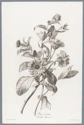 Goudsbloem Körömvirág / Calendula Officinalis L. (cím a tárgyon) Természetből merített virágok (...) (sorozat címe)
