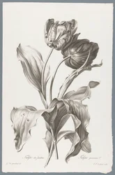 tulp Kerti tulipán / Tulipa gesneriana L. (cím a tárgyon) Természetből merített virágok (...) (sorozat címe)