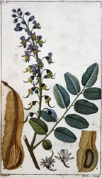 Perui balzsam