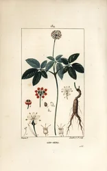 Amerikai ginzeng vagy cinq szórólapok - Ginseng, Panax quinquefolium, virággal, levéllel, maggal és gyökérrel. Lambert Junior kézi csíkos rézmetszet Pierre Jean-Francois Turpin rajzából Chaumetonból, Poiret és Chamberet "" La Fl.