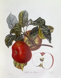 Alma "Belle du Havre", Henry Louis Duhamel du Monceau, botanikai lemez Pierre Jean Francois Turpintól