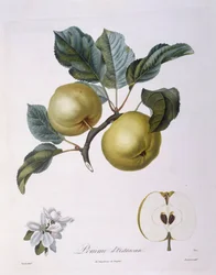 Alma "Pomme d